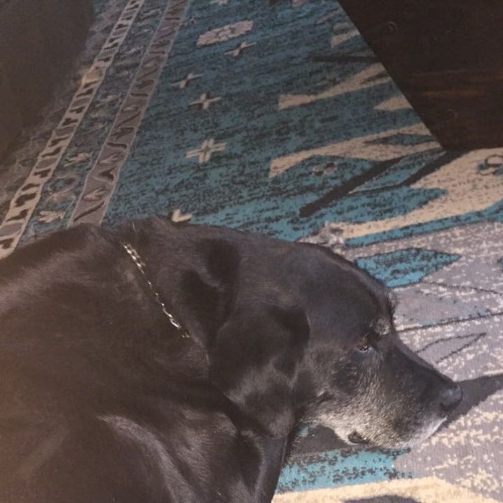 Meet your Posher, Riley